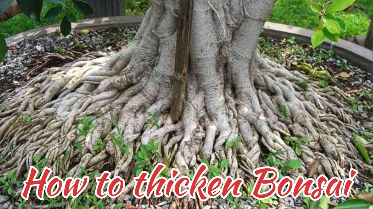 How to thicken bonsai ficus microcarpa YouTube