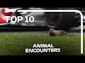 Top 10 Animal Encounters in F1