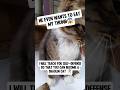 My finger please 😭#shorts #cat #funny #adorable #cute #fight #viralvideo #trending