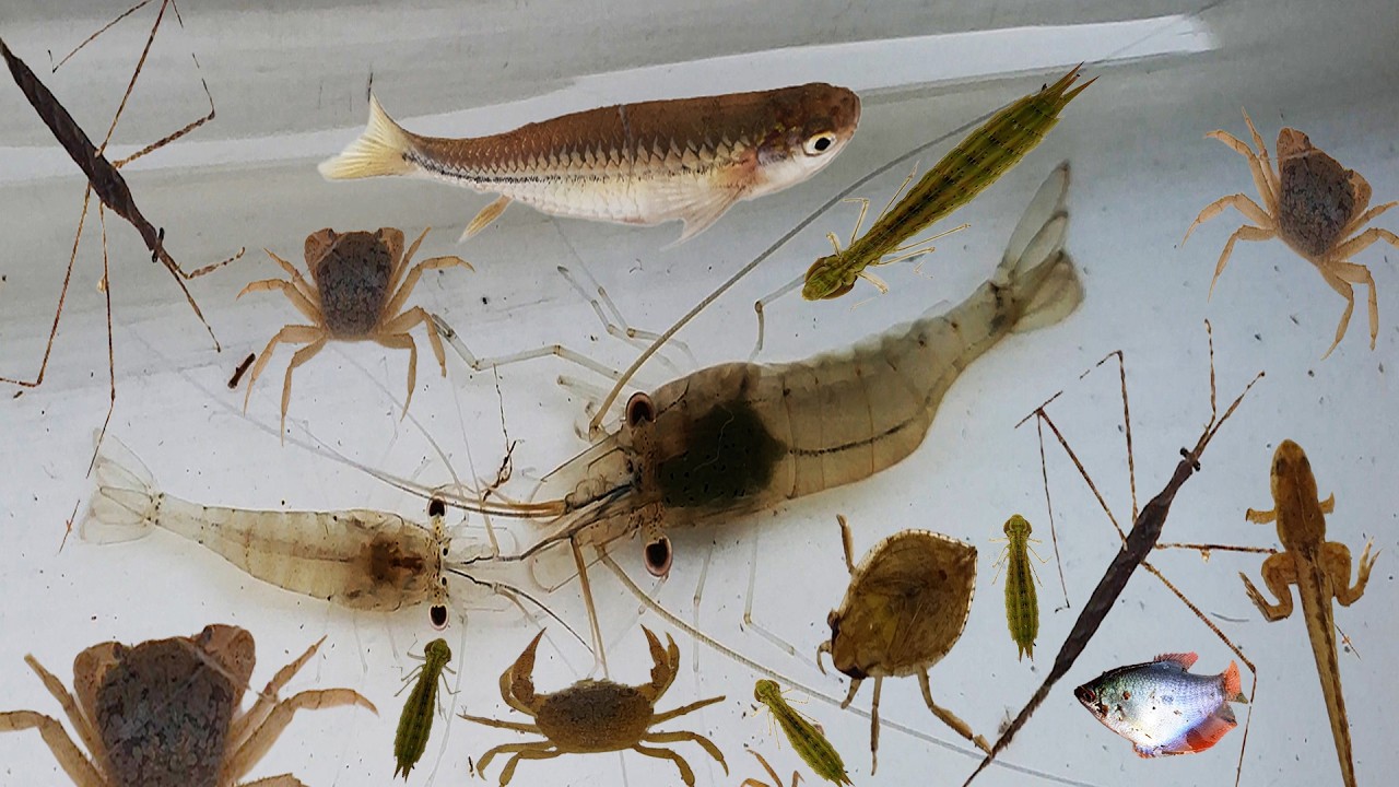 Collecting and observe Aquatic insect in the rural, shrimp, fish, crab ...