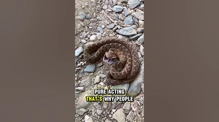 Meet the Egg eating Snake #shorts #shortvideo