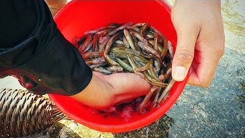 Tuyệt Chiêu Bắt Cá Suối