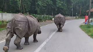 Rhino strolled at Chitwan |One  Horned Rhino on the street  |Rhino one the street| walk with Rhino