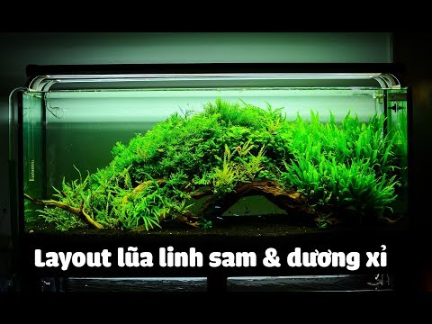 Video Hồ thủy sinh 120cm layout lũa linh sam & dương xỉ... - youtube