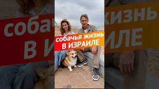 Собачья жизнь в Израиле #собака #страхование #ветеринар #израиль #жизньвизраиле