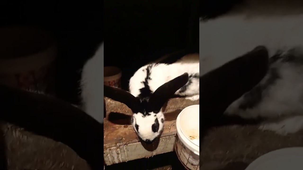 кролики самец строкач