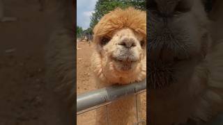 Animal Clips #capybara #alpaca #giraffe #zoo #adventure
