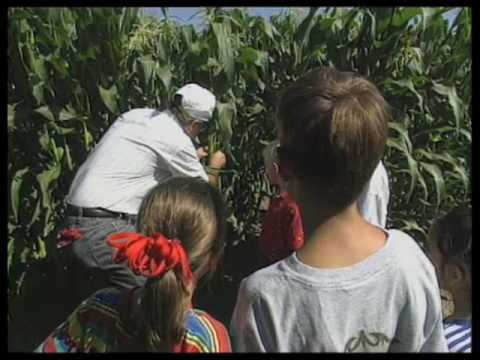 Video: Sweet Corn Crazy Najvažnije informacije: Saznajte više o peronosnoj plijesni na usjevima kukuruza slatkog