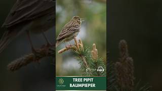 🌿 Tree Pipit Singing 🐦 Relaxing Bird Sounds in Nature 🎶