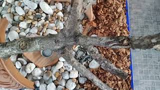 Kaliforniya Kral Yılanı - California Kingsnake - Lampropeltis Getula Californiae