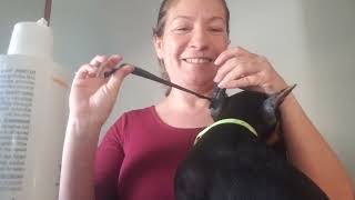 doberman ear post take down. How to easily remove tape/residue from ears.