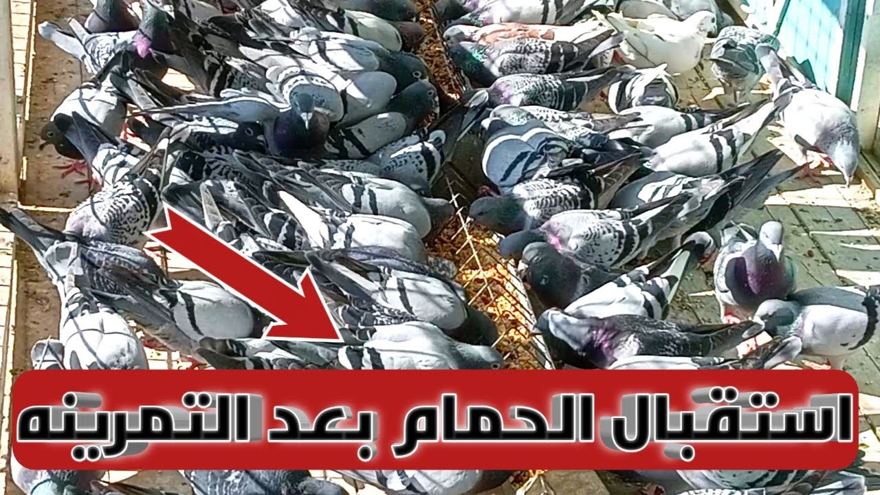 استقبال الحمام الزاجل بعد سادس تمرينه اللهم بارك