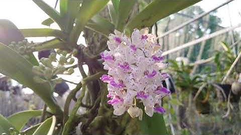 Nghinh xuân RỪNG ghép lũa 2 bụi 5 cây đang ra hoa và nụ, cây đang phát triển rất đẹp giá 1.500K.