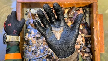 I Found a Megalodon Shark Tooth Underwater in a Shallow Creek! (How to Find Shark Teeth)