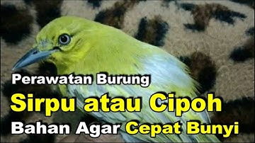 Perawatan Burung Sirpu atau Cipoh Bahan Agar Cepat Bunyi