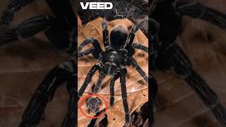 தவளையைத் தத்தெடுத்த ராட்சத சிலந்தி! 😱 #tamilfacts #tamilshorts