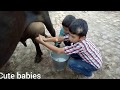 Village life morning cow milking milking by hand beautiful kids by cute babies