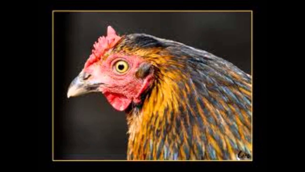 Kip zonder kop YouTube Kip zonder kop YouTube