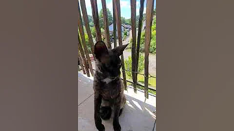 Watch the video about Cornish Rex in black is just playing and having fun😽😸😽