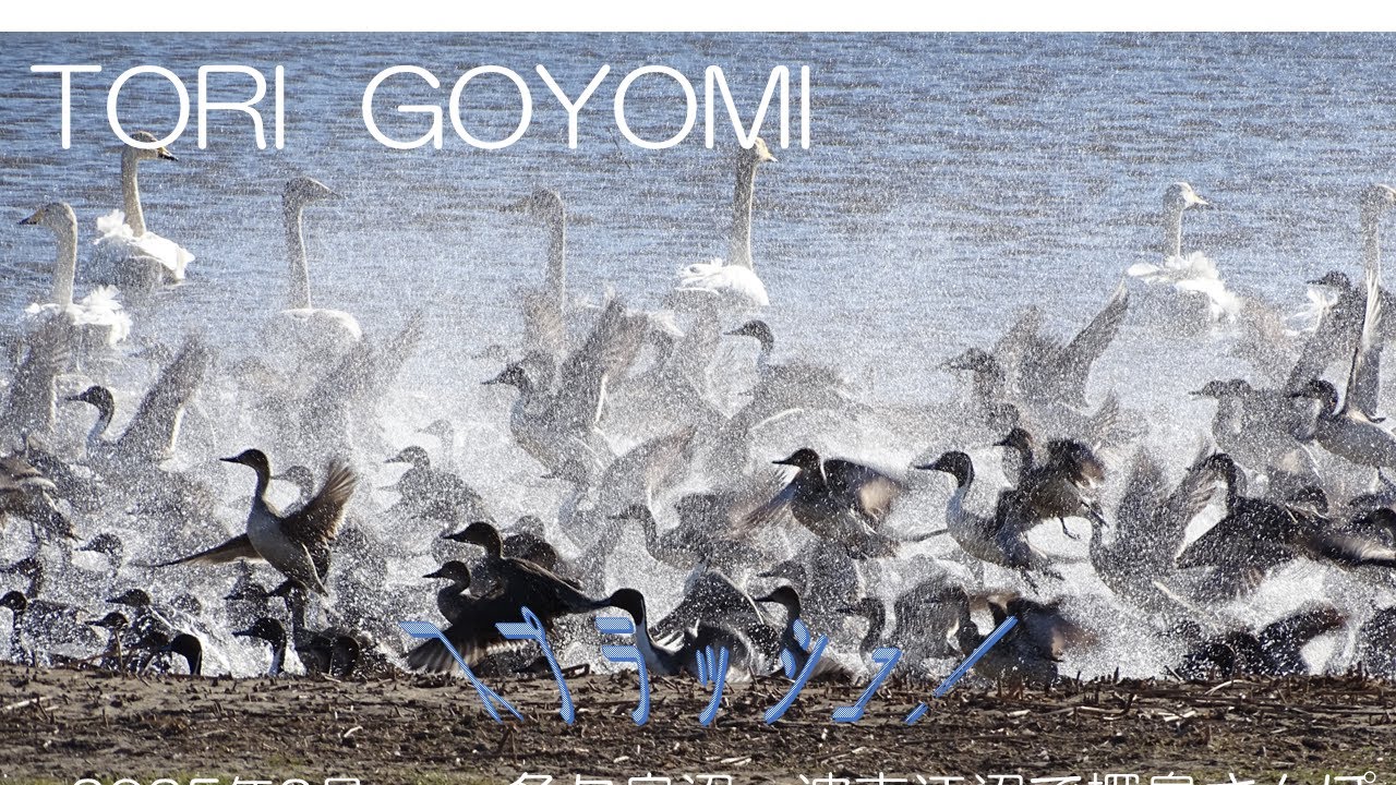 TORI  GOYOMI  多々良沼・波志江沼の探鳥散歩 2025.2月