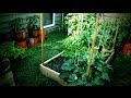 Jardin potager bio petite surface