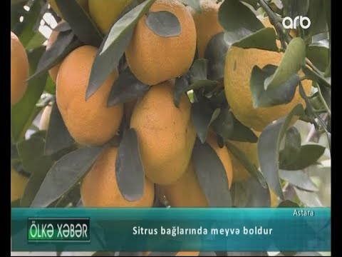 Video: Sitrus çubuqları