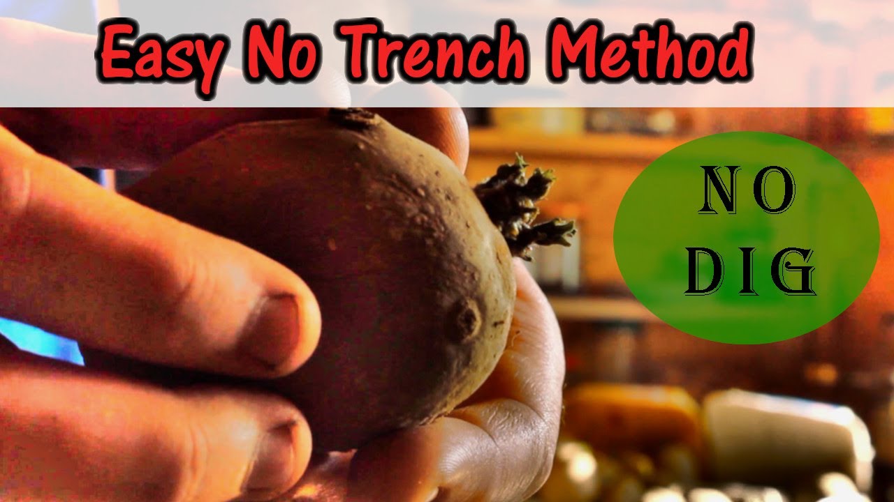 How to plant potatoes without a Trench (UK) No Dig - YouTube