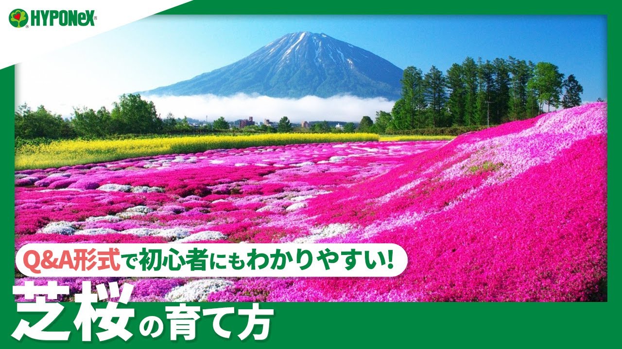 37 芝桜の育て方 どんな土に植えつければよいの 目土 めつち って何 剪定方法や日々の管理もご紹介 Plantiaq A 植物の情報 育て方をq A形式でご紹介 Youtube