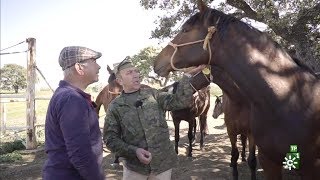 TodoCaballo |  La cuna del hispano-árabe y el trabajo en la yeguada militar