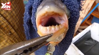 Những Sát Thủ Ghê Rợn Của Thế Giới Động Vật