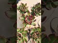 【多肉植物】見てると、おっ！となる動画。