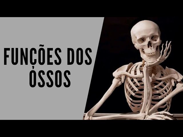 Sistema Esquelético – O que é, função e os ossos presentes no sistema