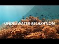Underwater World Relaxation with Soothing Music | Reefscapes of Banda Sea