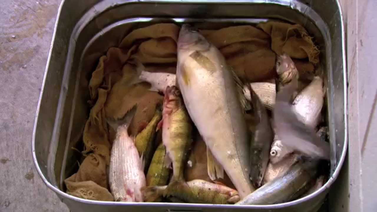 Mille Lacs Lake 2015 DNR Fall Assessment Survey