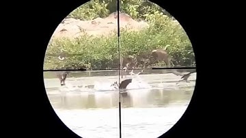 Forest Duck hunting Hd Video