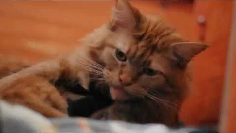 Video 2445571: maine coon litter, coon kitten