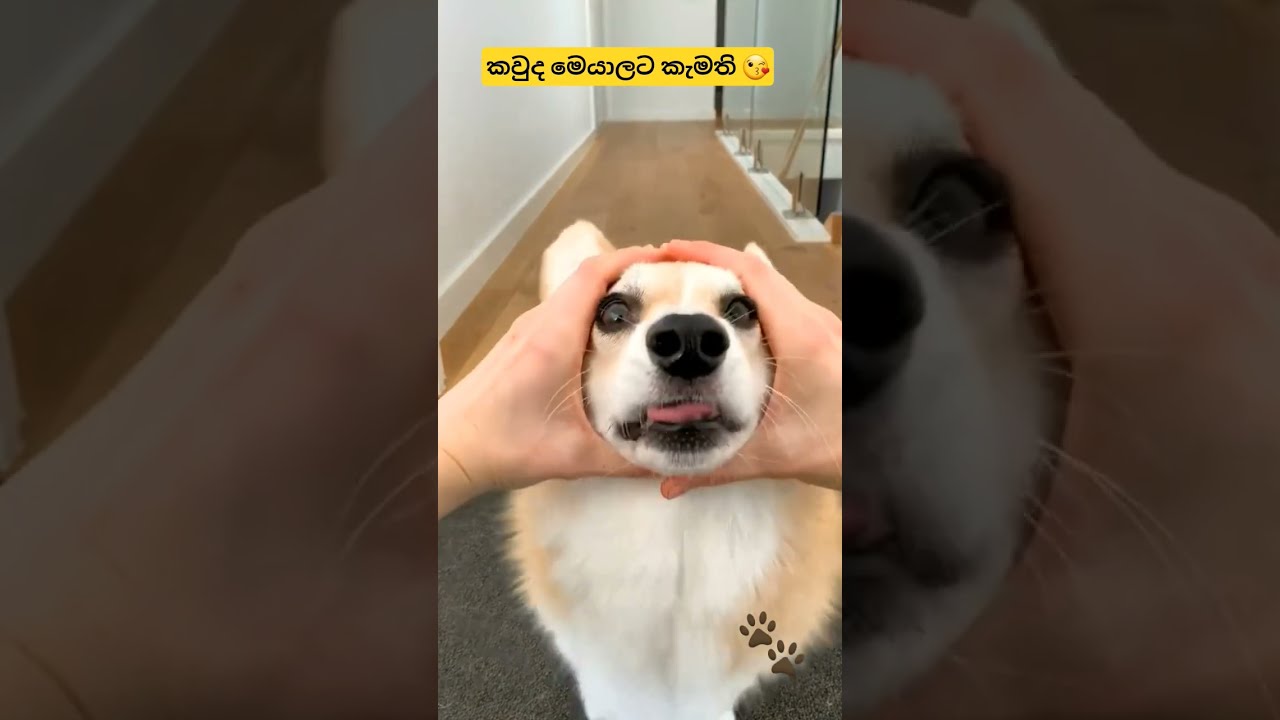 Please Subscribe Best Puppy Love Cute Youtube