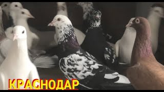Широкохвостые голуби Александра Черного Краснодаре!