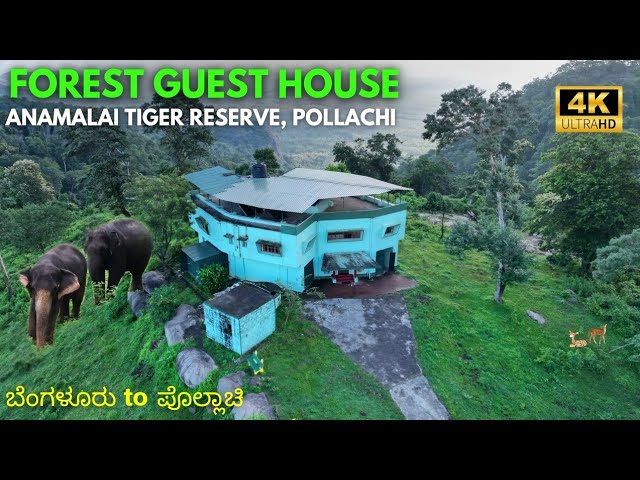 Deep Forest Stay Reserve Topslip Wild Life, Forest Stay In Tree Top  Anamalai Tiger Reserve