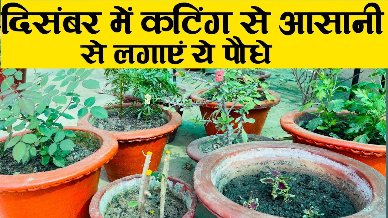 ये कटिंग लगाना तो अभी बिल्कुल मत भूलना Cutting Plant Kaise lagaen