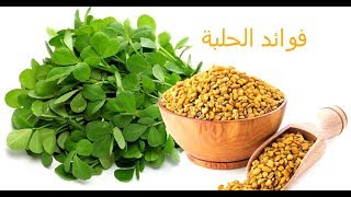 fawaid al7alba fenugrec - فوائد الحلبة
