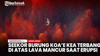 Seekor Koaʻe Kea Terbang Melintasi Lava Aktif saat Erupsi Gunung Berapi di Hawaii