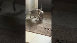 Most epic cat fight of the day#cat #cute #meme #memes#soundeffects #funny #funnycats #catshorts