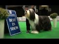 City of Birmingham Dog Show 2016 - Best in Show