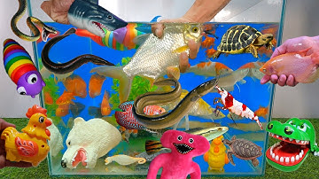 Video tổng hợp cá cảnh đẹp, cá rồng, cá la hán, vịt, cá mè, cá mập, cá sấu, sinh vật dưới nước