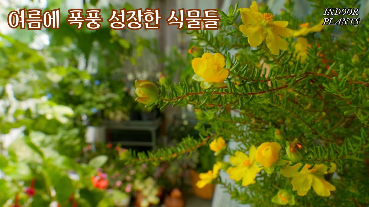 Растения, которые летом росли как буря