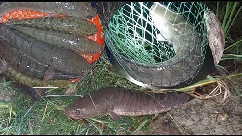 VÔ mánh cắm câu ngay đám lục bình lâu năm toàn cá khủng |HQBL |T47