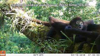 Footage from canopy camera traps in spider monkey sleeping trees. Wealth