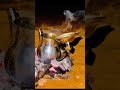 أجواء الباديه في فصل الخريف اكسبلور اكسبلور أجواء الباديه في فصل الخريف اكسبلور اكسبلور