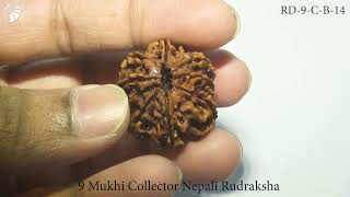 9 Mukhi Collector Nepali Rudraksha (RD-9-C-B-14)